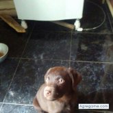 chavasco chico soltero en Juan L. Lacaze