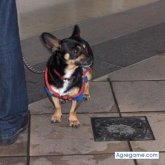 bart chico casado en Manises