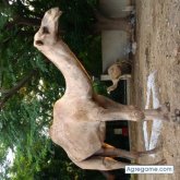 hanzon chico soltero en Badiraguato