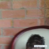 danielbarrera16