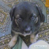 mateos foto #15