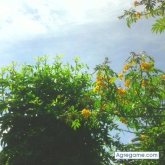 Maru76 chica soltera en Gualeguay