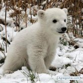 bambola chica soltera en El Llano