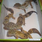 jesusgarcia chico soltero en Parla