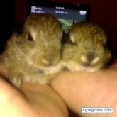 wapi20 chica soltera en Córdoba