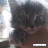 Chatear con 574321 de Lima Ciudad