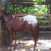 rodrigorivera chico soltero en Chiriquí