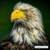 Foto de perfil de jesussantiago2375