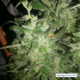 Foto de perfil de cannabisformen