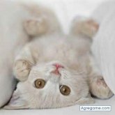 Chatear con Carloss2015 de Coronel Du Graty