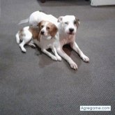 traviso69 chico soltero en Yonkers