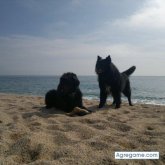 alcapone chico casado en Barcelona