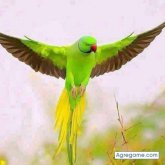 radha chico soltero en 