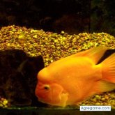 maricelapax chica soltera en Santiago