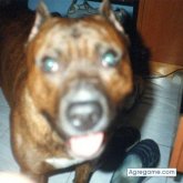 thor foto #11