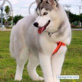 ronalm7496 chico soltero en Nahuizalco