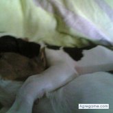 thor foto #32