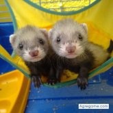 Nuntia chica soltera en Granada