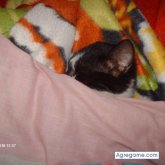 lalocky chica soltera en Paso De Los Libres