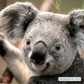 Arturo