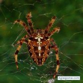 Angelillogrillo foto #10