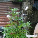 Cfabinio chico soltero en Sarandí Grande