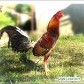 elvideos chico soltero en Puerto Padre