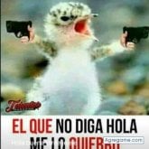 Junior gavilanes