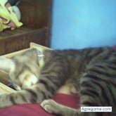 juanduaZ chico soltero en Montevideo