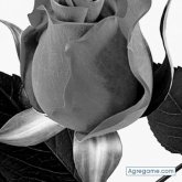 Chatear con Antonio8282 de Madrid Ciudad