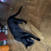 geta chico soltero en Oviedo