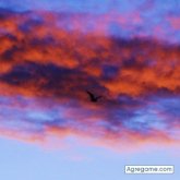 Angelillogrillo foto #9