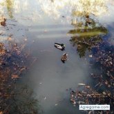 luzsar chica soltera en Monrovia