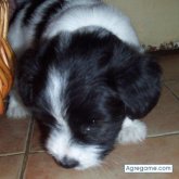 clavi chico casado en José C. Paz