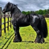 Una relación estable. Soltero  y