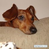 joaocarlossaraiva chico casado en 