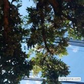 Chatear con jaimedelgado1304 de Ramiriquí