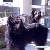 andres93 chico casado en Avellaneda