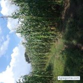 Chatear con Juanjuan2 de Papantla