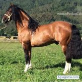 Chatear con 334455 de Temuco