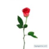 jarochita chica soltera en Gainesville