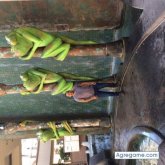 Chatear con Tetol de San Jacinto