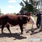 Yotopetiso chico soltero en La Paz