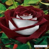 Ros74 chica casada en Formosa