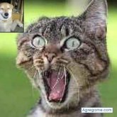 pesis chico soltero en Barcelona