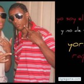 yorki foto #10