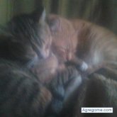 javivi82 chico soltero en Torrejon de ardoz