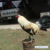 Chatear con roldanmasariegos de Sulphur Springs