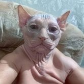 Foto de perfil de foxmerida