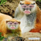 fannyvleeschouwer chica soltera en Tizayuca